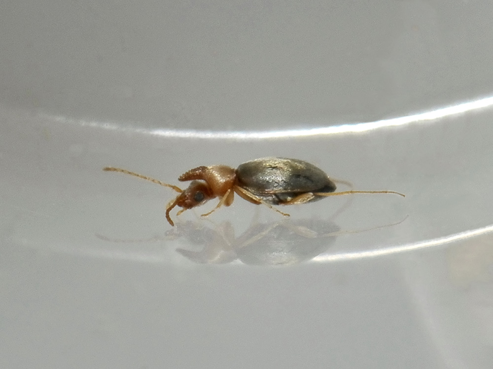 Mecynotarsus serricornis (Anthicidae)